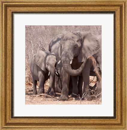 Framed Mother and baby elephant preparing for a dust bath, Chobe National Park, Botswana Print