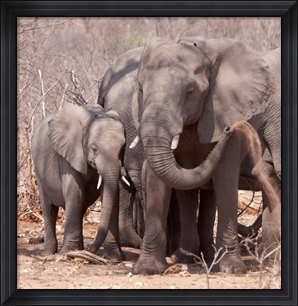 Framed Mother and baby elephant preparing for a dust bath, Chobe National Park, Botswana Print