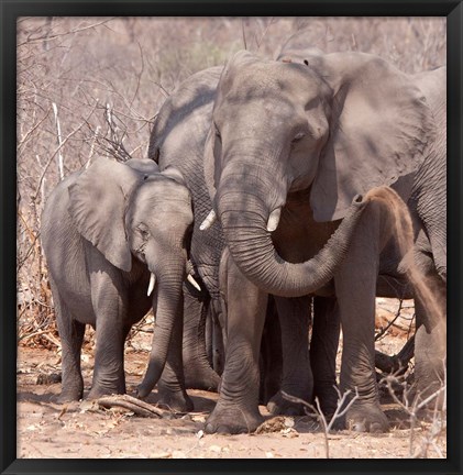 Framed Mother and baby elephant preparing for a dust bath, Chobe National Park, Botswana Print