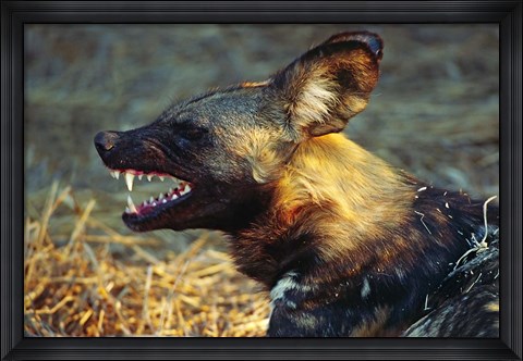 Framed Namibia. Portrait of a wild dog Print