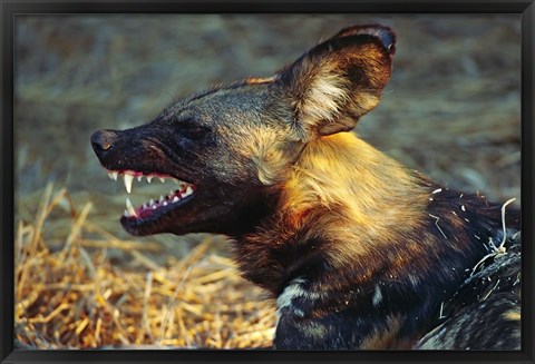 Framed Namibia. Portrait of a wild dog Print