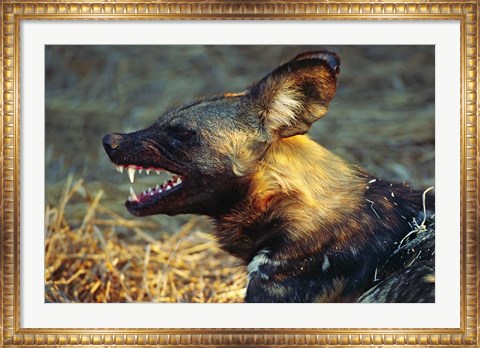Framed Namibia. Portrait of a wild dog Print