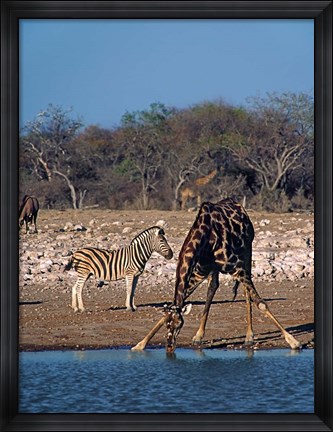 Framed Namibia, Etosha NP, Angolan Giraffe, zebra Print