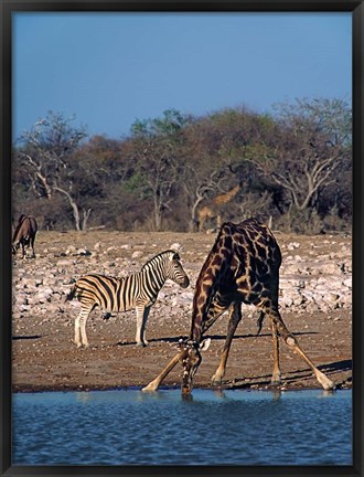 Framed Namibia, Etosha NP, Angolan Giraffe, zebra Print