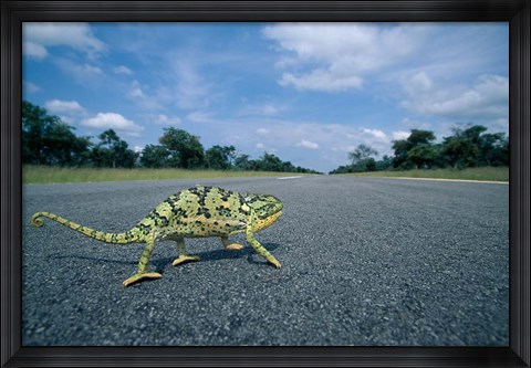 Framed Namibia, Caprivi Strip, Flap-necked Chameleon lizard crossing the road Print