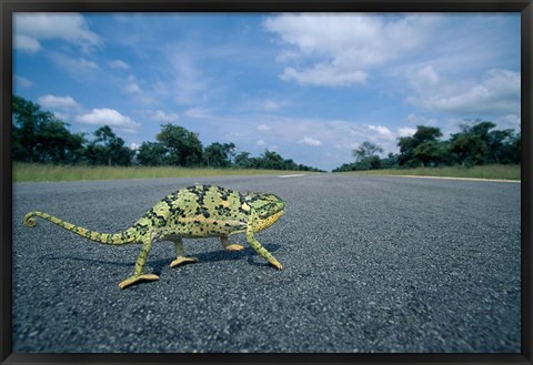 Framed Namibia, Caprivi Strip, Flap-necked Chameleon lizard crossing the road Print