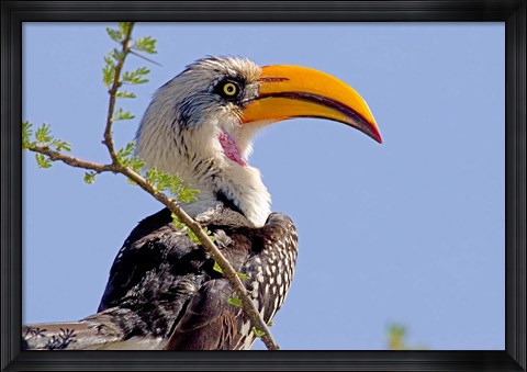 Framed Profile of yellow-billed hornbill bird, Kenya Print