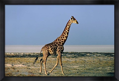 Framed Namibia, Etosha NP, Angolan Giraffe with salt pan Print