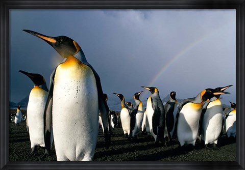 Framed Rainbow Above Colony of King Penguins, Saint Andrews Bay, South Georgia Island, Sub-Antarctica Print