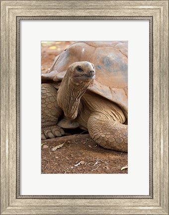 Framed Seychelle Aldabran Land Tortoise, Casela Park, Mauritius Print