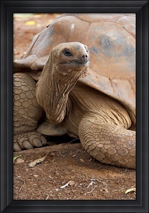 Framed Seychelle Aldabran Land Tortoise, Casela Park, Mauritius Print