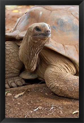 Framed Seychelle Aldabran Land Tortoise, Casela Park, Mauritius Print