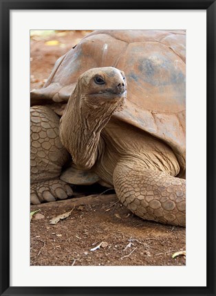 Framed Seychelle Aldabran Land Tortoise, Casela Park, Mauritius Print