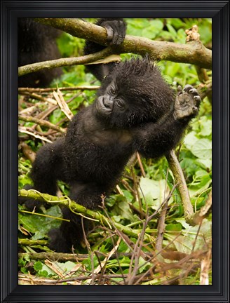 Framed Rwanda, Volcanoes Park, Baby Mountain gorilla Print