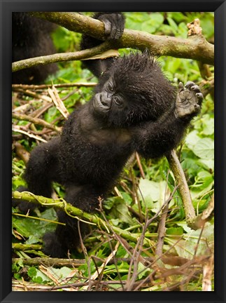 Framed Rwanda, Volcanoes Park, Baby Mountain gorilla Print