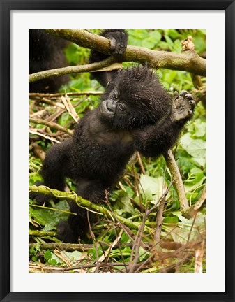 Framed Rwanda, Volcanoes Park, Baby Mountain gorilla Print