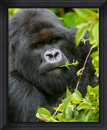 Framed Rwanda, Silverback Mtn Gorilla, Volcanoes NP Print