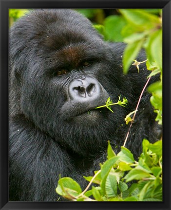 Framed Rwanda, Silverback Mtn Gorilla, Volcanoes NP Print