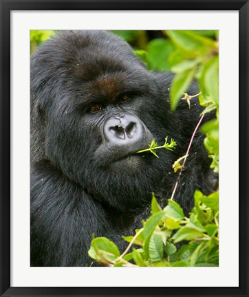 Framed Rwanda, Silverback Mtn Gorilla, Volcanoes NP Print