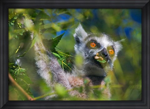 Framed Ring-Tailed Lemur, Madagascar Print