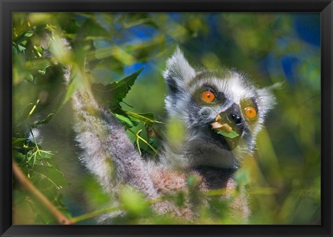 Framed Ring-Tailed Lemur, Madagascar Print