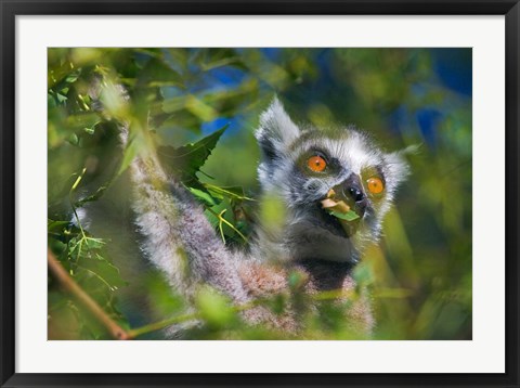 Framed Ring-Tailed Lemur, Madagascar Print