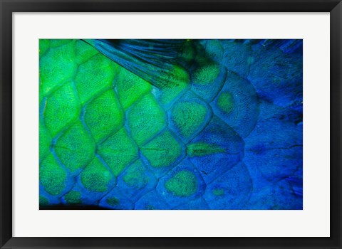 Framed Rusty Parrotfish Tail Print