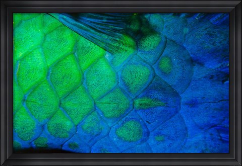 Framed Rusty Parrotfish Tail Print