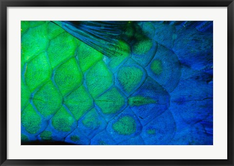 Framed Rusty Parrotfish Tail Print