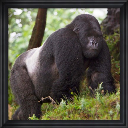 Framed Rwanda, Mountain Gorilla, No 2 Silverback Print