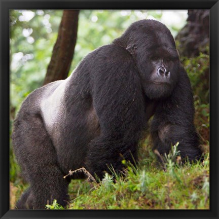 Framed Rwanda, Mountain Gorilla, No 2 Silverback Print