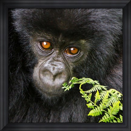 Framed Rwanda, Volcanoes NP, Mountain Gorilla Staring Print