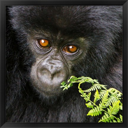 Framed Rwanda, Volcanoes NP, Mountain Gorilla Staring Print