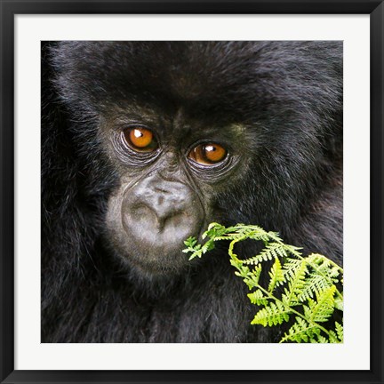Framed Rwanda, Volcanoes NP, Mountain Gorilla Staring Print