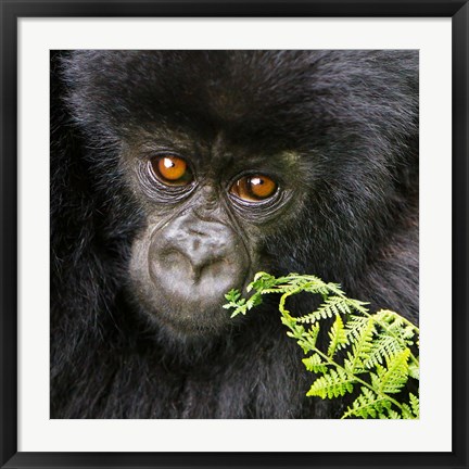 Framed Rwanda, Volcanoes NP, Mountain Gorilla Staring Print