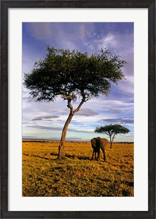 Framed Solitary Elephant Wanders, Maasai Mara, Kenya Print