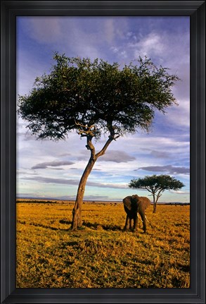 Framed Solitary Elephant Wanders, Maasai Mara, Kenya Print