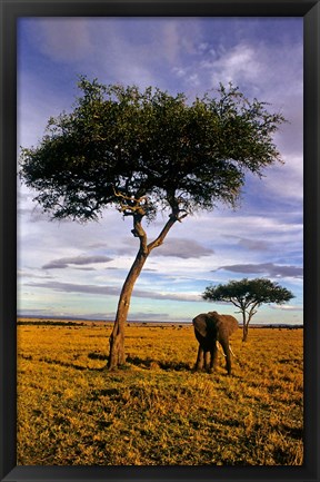 Framed Solitary Elephant Wanders, Maasai Mara, Kenya Print