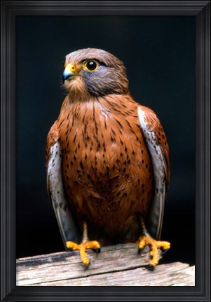 Framed Rock Kestrel Portrait, Cape Town, South Africa Print