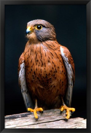 Framed Rock Kestrel Portrait, Cape Town, South Africa Print