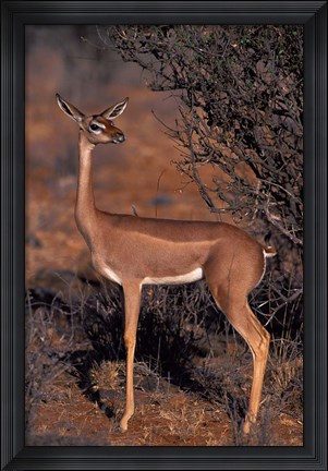 Framed Samburu Gerenuk, Kenya Print