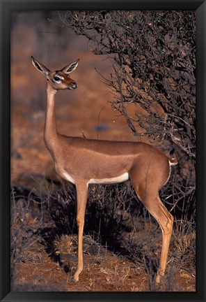 Framed Samburu Gerenuk, Kenya Print