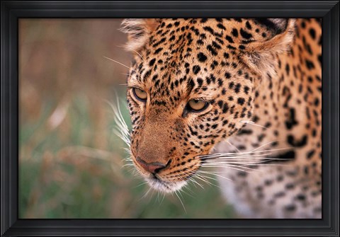 Framed Samburu Leopard, Kenya Print