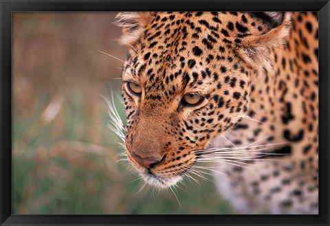 Framed Samburu Leopard, Kenya Print