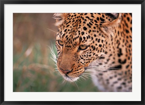 Framed Samburu Leopard, Kenya Print