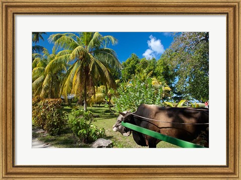 Framed Seychelles, La Digue, ox-cart transport Print