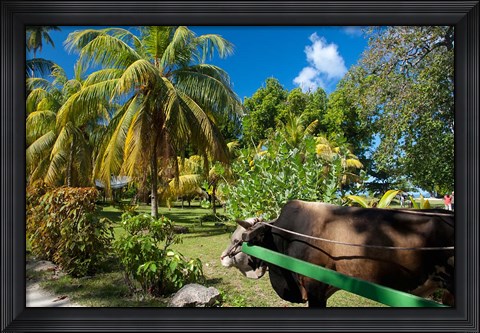 Framed Seychelles, La Digue, ox-cart transport Print
