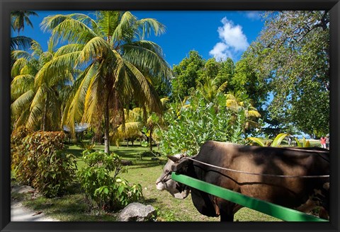 Framed Seychelles, La Digue, ox-cart transport Print