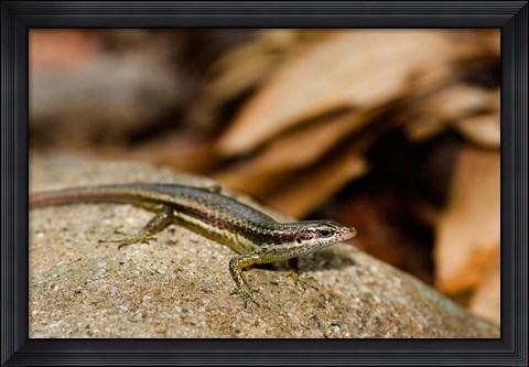 Framed Skink Lizard on Fregate Island, Seychelles, Africa Print