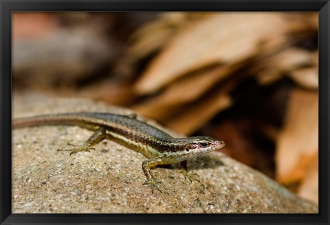 Framed Skink Lizard on Fregate Island, Seychelles, Africa Print